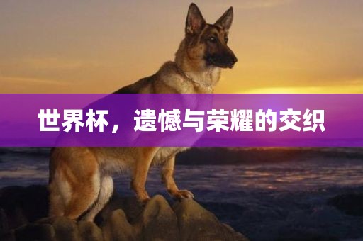 世界杯，遗憾与荣耀的交织