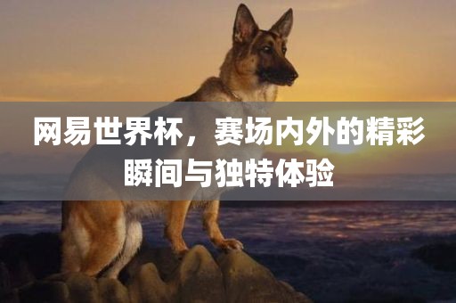 网易世界杯，赛场内外的精彩瞬间与独特体验眉山市正发家政服务有限公司