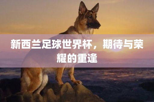 新西兰足球世界杯，期待与荣耀的重逢