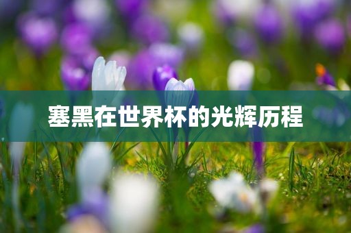 塞黑在世界杯的光辉历程眉山市正发家政服务有限公司